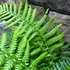 Kép 2/4 - Dryopteris affinis - pelyvás pajzsika