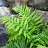 Kép 3/4 - Dryopteris affinis - pelyvás pajzsika