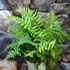 Kép 4/4 - Dryopteris affinis - pelyvás pajzsika