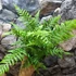 Kép 3/4 - Dicksonia fibrosa, törzset nevelő páfrányfa