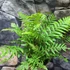 Kép 4/4 - Dicksonia fibrosa, törzset nevelő páfrányfa