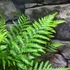Kép 2/4 - Dicksonia fibrosa, törzset nevelő páfrányfa