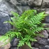 Kép 1/4 - Dicksonia fibrosa, törzset nevelő páfrányfa