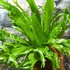 Asplenium Crissie