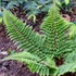 Kép 1/11 - Polystichum setiferum 'Plumosum Densum' - díszes vesepáfrány