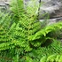Kép 5/11 - Polystichum setiferum 'Plumosum Densum' - díszes vesepáfrány
