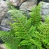 Kép 4/11 - Polystichum setiferum 'Plumosum Densum' - díszes vesepáfrány