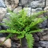 Kép 2/11 - Polystichum setiferum 'Plumosum Densum' - díszes vesepáfrány