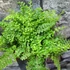 Kép 7/11 - Polystichum setiferum 'Plumosum Densum' - díszes vesepáfrány
