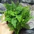 Kép 8/11 - Polystichum setiferum 'Plumosum Densum' - díszes vesepáfrány