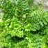 Kép 9/11 - Polystichum setiferum 'Plumosum Densum' - díszes vesepáfrány