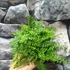 Kép 10/11 - Polystichum setiferum 'Plumosum Densum' - díszes vesepáfrány