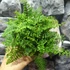 Kép 11/11 - Polystichum setiferum 'Plumosum Densum' - díszes vesepáfrány