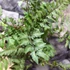 Kép 2/7 - Athyrium nipponicum var. pictum - hölgypáfrány