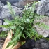 Kép 4/7 - Athyrium nipponicum var. pictum - hölgypáfrány