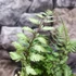 Kép 5/7 - Athyrium nipponicum var. pictum - hölgypáfrány