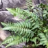 Kép 6/7 - Athyrium nipponicum var. pictum - hölgypáfrány