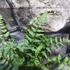 Kép 7/7 - Athyrium nipponicum var. pictum - hölgypáfrány
