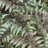 Kép 1/7 - Athyrium nipponicum var. pictum - hölgypáfrány