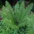 Kép 1/11 - Dryopteris wallichiana - alpesi fapáfrány