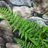 Kép 4/11 - Dryopteris wallichiana - alpesi fapáfrány