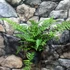 Kép 5/11 - Dryopteris wallichiana - alpesi fapáfrány