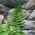Kép 6/11 - Dryopteris wallichiana - alpesi fapáfrány