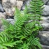Kép 3/11 - Dryopteris wallichiana - alpesi fapáfrány