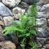 Kép 2/11 - Dryopteris wallichiana - alpesi fapáfrány