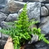 Kép 8/11 - Dryopteris wallichiana - alpesi fapáfrány
