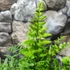 Kép 9/11 - Dryopteris wallichiana - alpesi fapáfrány