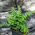 Kép 7/11 - Dryopteris wallichiana - alpesi fapáfrány