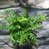 Kép 10/11 - Dryopteris wallichiana - alpesi fapáfrány