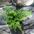 Kép 11/11 - Dryopteris wallichiana - alpesi fapáfrány