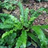 Kép 1/12 - Asplenium scolopendrium - gímpáfrány