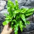 Kép 8/12 - Asplenium scolopendrium - gímpáfrány