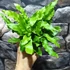 Kép 9/12 - Asplenium scolopendrium - gímpáfrány