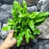 Kép 10/12 - Asplenium scolopendrium - gímpáfrány