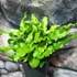 Kép 11/12 - Asplenium scolopendrium - gímpáfrány