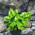 Kép 12/12 - Asplenium scolopendrium - gímpáfrány