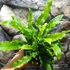Kép 2/12 - Asplenium scolopendrium - gímpáfrány