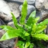 Kép 3/12 - Asplenium scolopendrium - gímpáfrány