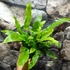 Kép 5/12 - Asplenium scolopendrium - gímpáfrány