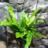 Kép 4/12 - Asplenium scolopendrium - gímpáfrány
