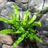 Kép 6/12 - Asplenium scolopendrium - gímpáfrány