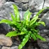 Kép 7/12 - Asplenium scolopendrium - gímpáfrány