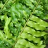 Kép 20/21 - Nephrolepis Tiger Fern