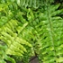 Kép 21/21 - Nephrolepis Tiger Fern