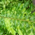 Kép 1/21 - Nephrolepis Tiger Fern