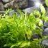 Kép 11/21 - Nephrolepis Tiger Fern